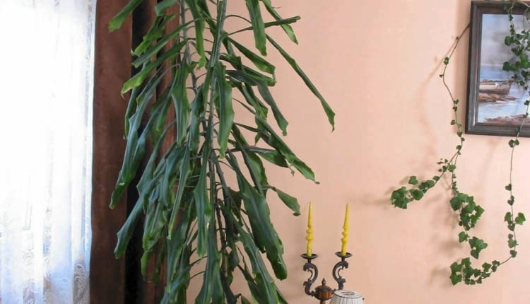 09.06.2003 SIERPC KWIATY PANI KRYSTYNA ANISKIEWICZ DO GAZETY KWIETNIK NZ. DRACENA WONNA ROSLINA DONICZKOWA WNETRZE FOT. WOJCIECH SURDZIEL / AGENCJA GAZETA PUBLIKACJA KWIETNIK NR 9 (105) - 9.2003 SLOWA KLUCZOWE: WNETRZA ROSLINY ZDJĘCIE DO WKŁADKI: PUBLIKACJA KWIETNIK NR 9 (105) - CZASOPISMA