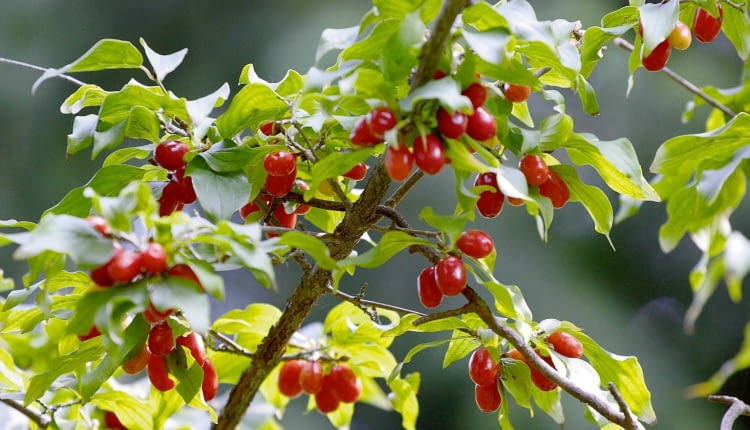 ROSLINA KRZEW DEREN JADALNY CORNUS MAS OWOCE FOT. PIOTR BANASZCZAK PUBLIKACJA OGRODY NR 10 (114) - 10 2008 PUBLIKACJA OGRODY NR 5 (133) - 5 2010