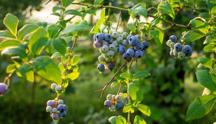 Borówka amerykańska