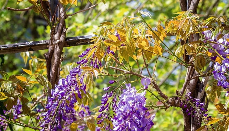 PĘDY GLICYNII często same zaplatają się o siebie, tworząc rodzaj warkocza. Zastępuje on pień i wzmacnia stabilność rośliny.