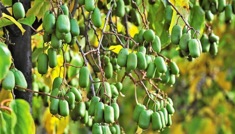 Kiwi z własnego ogrodu. ODMIANY AKTINIDII OSTROLISTNEJ: 'Jumbo' ceniona jest za bardzo duże smaczne owoce;