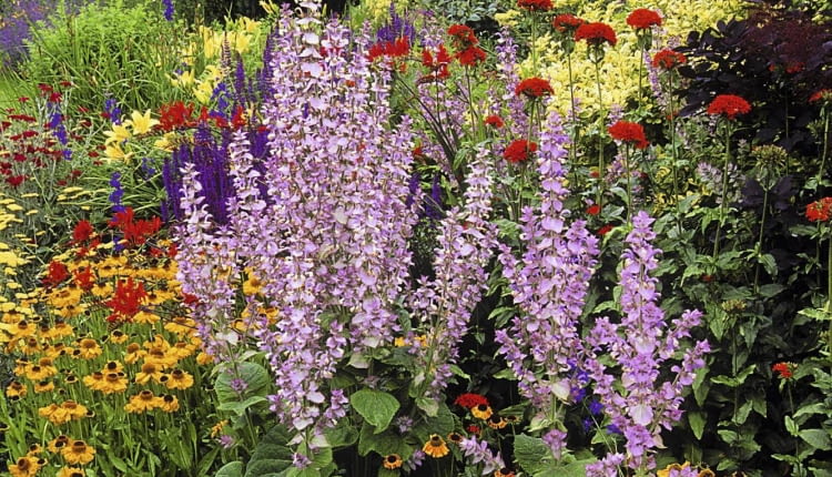 Mixed border with clary sage (Salvia sclarea var. turkestanica), sneezeweed (Helenium), and Jerusalem Cross (Lychnis chalcedonica), June