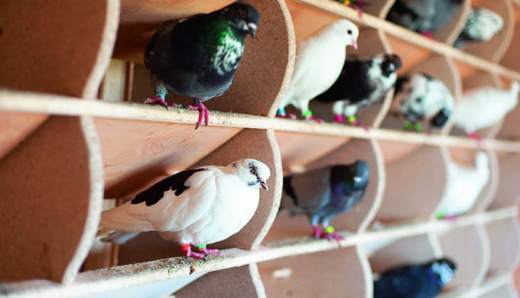 Odpowiednie zbudowany gołębnik z wolierą zapewni ptakom bezpieczeństwo w dzień i w nocy.