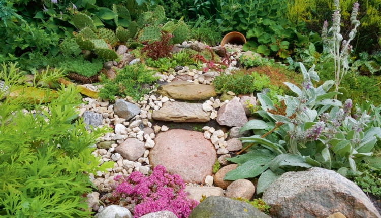 Na skalniaku mienią się kolorami rojniki i opuncja ogrodowa.