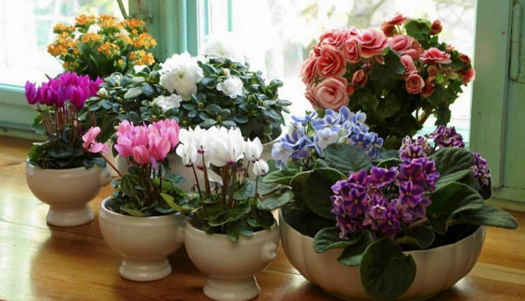 04.11.03 WARSZAWA ROSLINY DONICZKOWE KWITNACE W ZIMIE ARANZACJA ROSLINY Z FIRMY PANSTWA KASZUBA SWIAT ROSLIN ANIN AZALIA FIOLEK ALPEJSKI FIOLEK AFRYKANSKI BEGONIA KALANCHOE FOT. PAWEL SLOMCZYNSKI / AGENCJA GAZETA PUBLIKACJA KWIETNIK NR 10 (130) - 10.2005 SLOWA KLUCZOWE: ROSLINY KWIATY ZDJĘCIE DO WKŁADKI: PUBLIKACJA KWIETNIK NR 10 (130) - CZASOPISMA