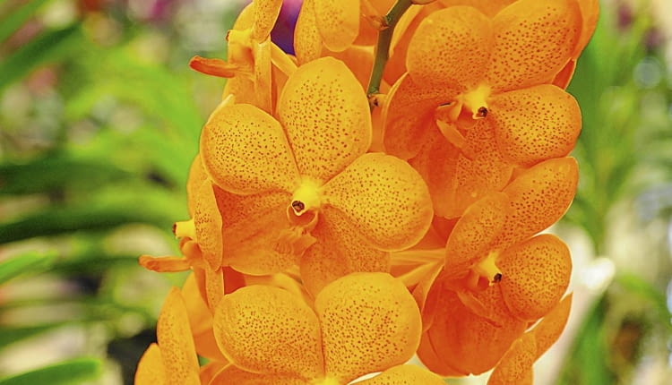 Wanda 'Natcha Peach' - odmiana z grupy Natcha.