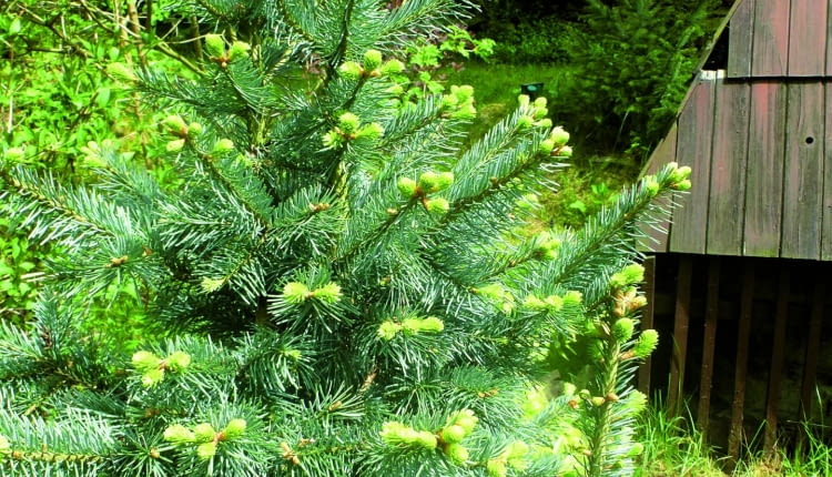 Dodatkowe odrosty trzeba usunąć, a rany zabezpieczyć, np. pastą Funaben Plus.