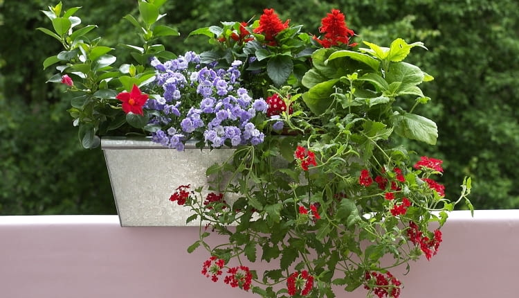 04.06.2006 KWIETNIK SKRZYNKI BALKONOWE KWIATY STYLIZACJA ALDONA ZAKRZEWSKA MONIKA LUCZKO FOT. PAWEL KISZKIEL / AGENCJA GAZETA