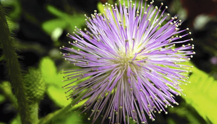 Kwiatki mimozy wstydliwej tworzą gęstą różowofioletową główkę o średnicy ok. 15 cm. Jej ozdobą są blisko centyme-trowe pręciki. Niestety, nie pachną.