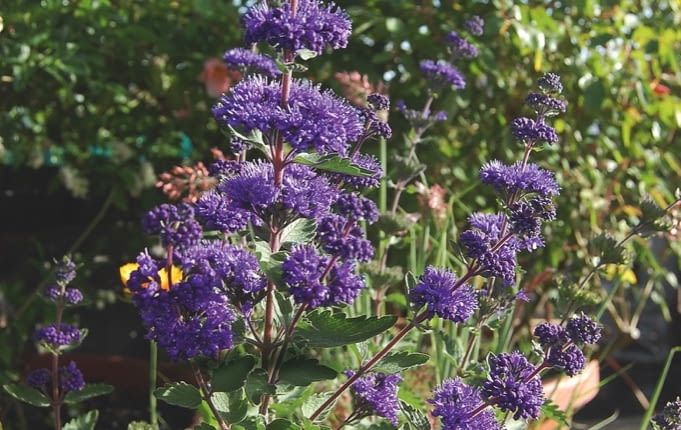 BARBULA KLANDOŃSKA 'BLUEBIRD'