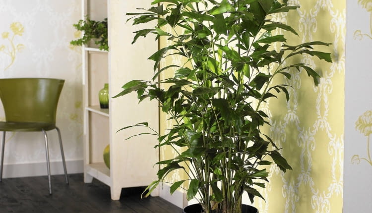 Buschige Fischschwanzpalme (Caryota mitis) SLOWA KLUCZOWE: Dekoration Palme Palmen Pflanze Pflanzen Visions Zimmer-Pflanzen Zimmerpflanze Zimmerpflanzen Innenaufnahme Innenaufnahmen Studioaufnahmen drinnen quadratisch