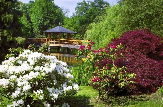 WROCLAW PARK SZCZYTNICKI OGROD STYL JAPONSKI ROSLINY KRZEWY ROZANECZNIK RODODENDRON RHODODENDRON