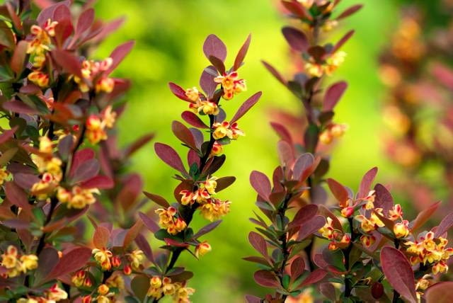 Berberys Thunberga