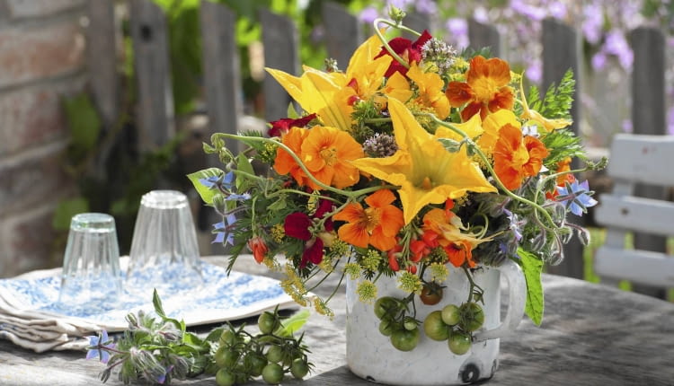 Gemuese - Kraeuter - Strausss in altem Emaille -Topf : Blueten von Zucchini ( Cucurbita ), Tropaeolum ( Kapuzinerkresse ), Fenchel ( Foeniculum ), Tomaten ( Lycopersicon ), Karottengruen ( Daucus ), Bohnenblueten ( Phaseolus ) SLOWA KLUCZOWE: Str u?e gelb TERRASSE ZWECKENTFREMDET ORANGE FARBE rot HAUSHALTSGERAET essbare Bl´ten TISCH 000 msgnp13 draussen quer FLORISTIK Sommer