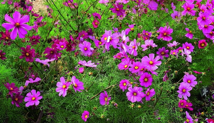 Do onętka zlatują się owady, które w żółtych środkach koszyczków znajdują pyłek i nektar (tu odmiana 'Sonata Pink Blush').