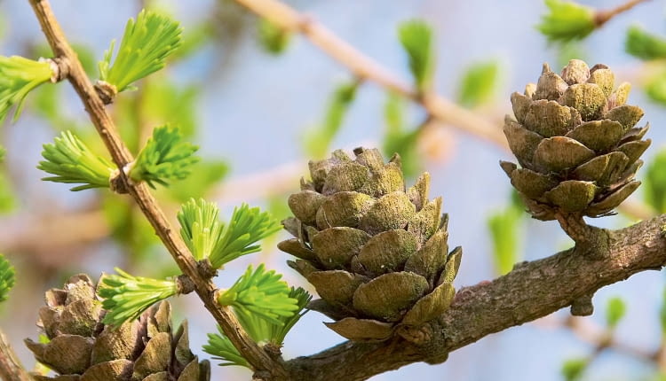 Szyszki modrzewa trzeba zebrać i podsuszyć, by uzyskać nasiona.