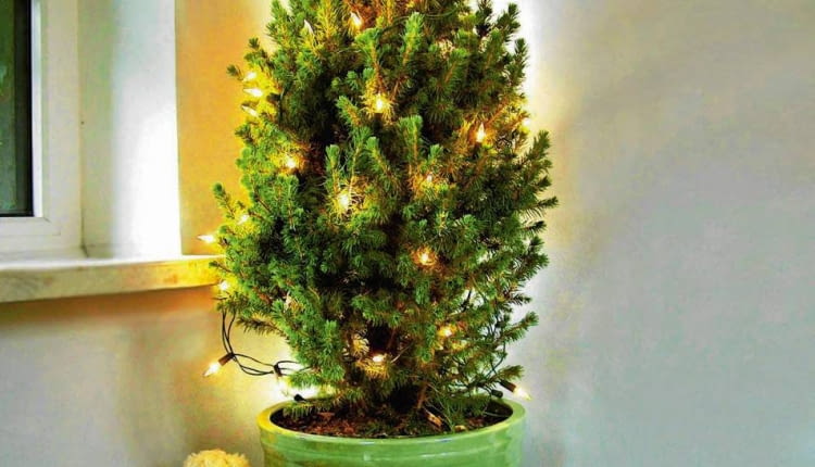 DONICA CERAMIKA SWIERK BIALY PICEA GLAUCA ODMIANA CONICA POMARANCZA JABLKO OWOC ZABAWKA MIS CHOINKA OSWIETLENIE BOZE NARODZENIE ARANZACJA BARBARA LACZYNSKA FOT. BARBARA LACZYNSKA PUBLIKACJA OGRODY NR 12 (56) - 12.2003 SLOWA KLUCZOWE: WNETRZA OWOCE SWIETA BOZE NARODZENIE OSWIETLENIE ZDJĘCIE DO WKŁADKI: PUBLIKACJA OGRODY NR 12 (56) - CZASOPISMA