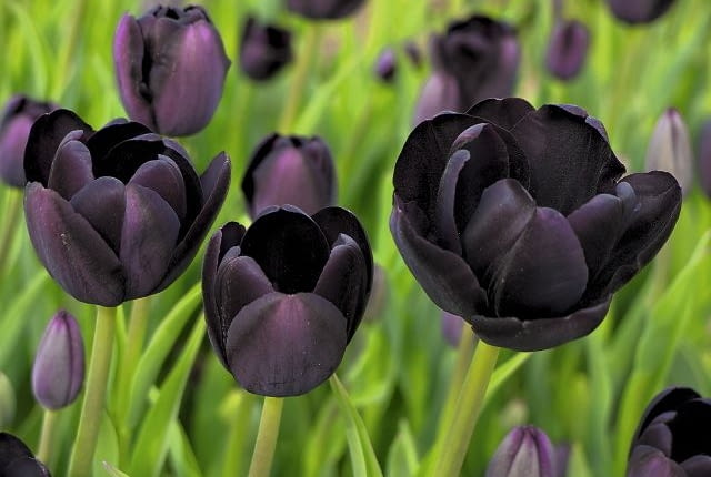 Tulipan 'Black Diamond' warto posadzić go na jasnych rabatach.