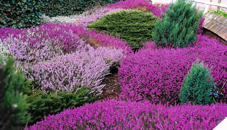 Rabata z różnych odmian wrzośca czerwonego oraz niskich iglaków.