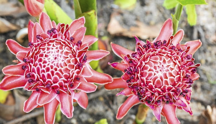 Zapylone kwiatki szybko przekształcają się w drobne fioletowe owoce