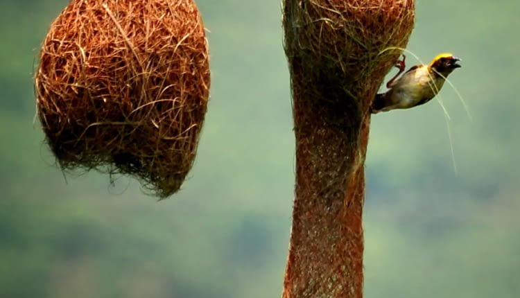 Wikłacz złotogłowy (Ploceus philippinus) buduje ciekawe gniazdo składające się z trawy. Jest zawieszone na liściach paproci lub palmy. Do gniazda prowadzi tunel do komory z zagłębieniem, gdzie leżą jaja. Często znajdują się powyżej zbiorników wodnych - tak by nie mogły się do nich dostać drapieżniki.