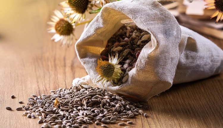 Jak przechować nasiona i cebulki roślin na przyszły sezon?