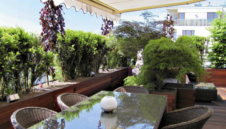 Fragment jadalni - od miejskich widoków izoluje ją wiecznie zielony żywopłot z cisów