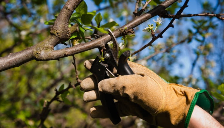 Marzec w ogrodzie - cięcie