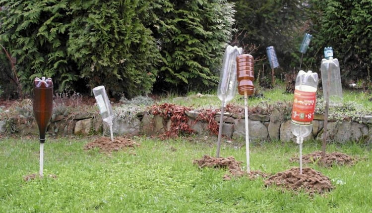 Ogrody SLOWA KLUCZOWE: OGRODNICTWO ZWIERZETA SZKODNIKI ZDJĘCIE DO WKŁADKI: PUBLIKACJA OGRODY NUMER SPECJALNY 1/2006 - TRAWNIK PIEKNY I ZADBANY - CZASOPISMA