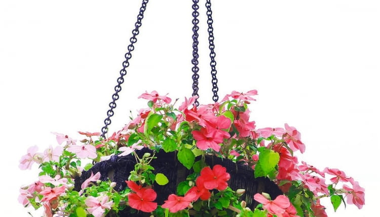 Nawozimy rośliny balkonowe.