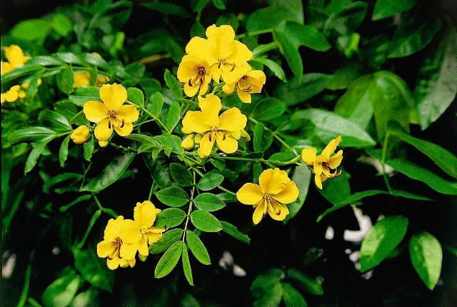 KASJA BALDACHOGRONIASTA CASSIA SENNA CORYMBOSA STRACZYNIEC ROSLINA DONICZKOWA TARASOWA BALKONOWA FOT. PAWEL SLOMCZYNSKI / AGENCJA GAZETA SLAJD MALY PUBLIKACJA KWIETNIK NR 8 (104) - 8.2003 SLOWA KLUCZOWE: ROSLINY KWIATY ZDJĘCIE DO WKŁADKI: PUBLIKACJA KWIETNIK NR 8 (104) - CZASOPISMA
