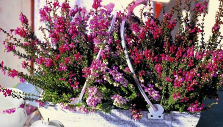 Wrzośce zaraz po kwitnieniu powinny być przycinane, aby w następnym roku całe pędy były obsypane kwiatami (w przeciwieństwie do okazów na tym zdjęciu).