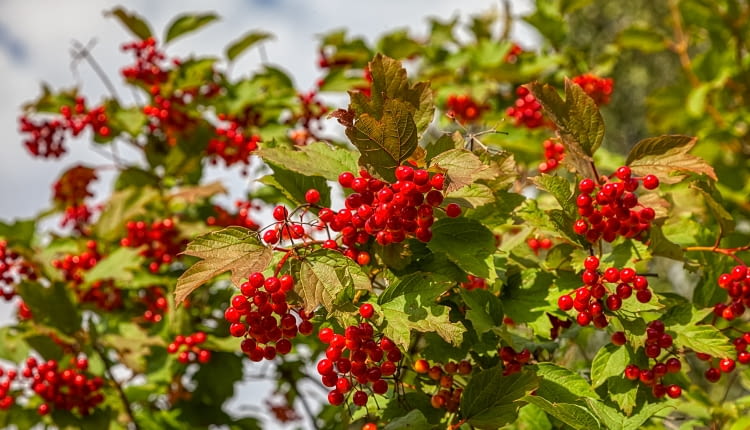 Kalina koralowa Viburnum opulus