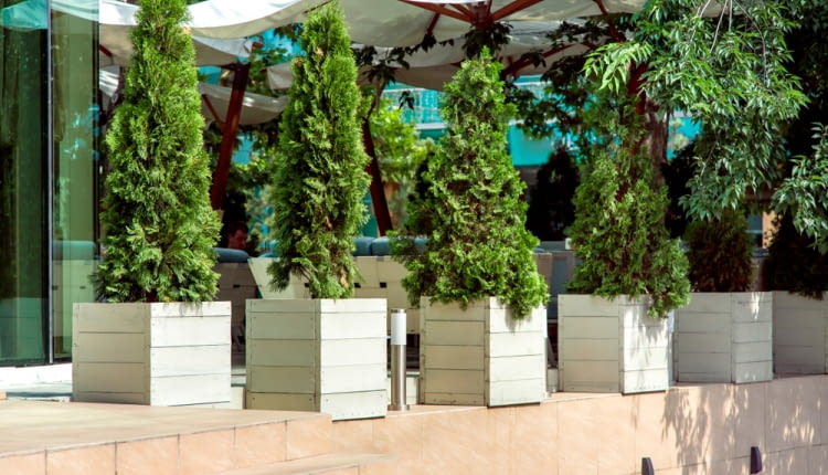 Iglaki w doniczkach - jak je pielęgnować?