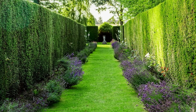 Żywopłot z lawendy