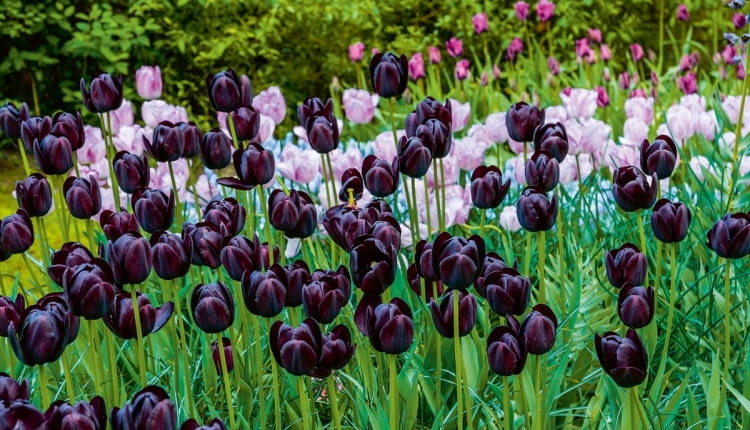 Tulipanowy duet: na pierwszym planie jedna z najciemniejszych odmian tych kwiatów, 'Queen of night'.