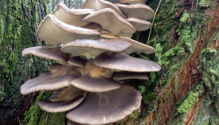 Boczniak ostrygowaty