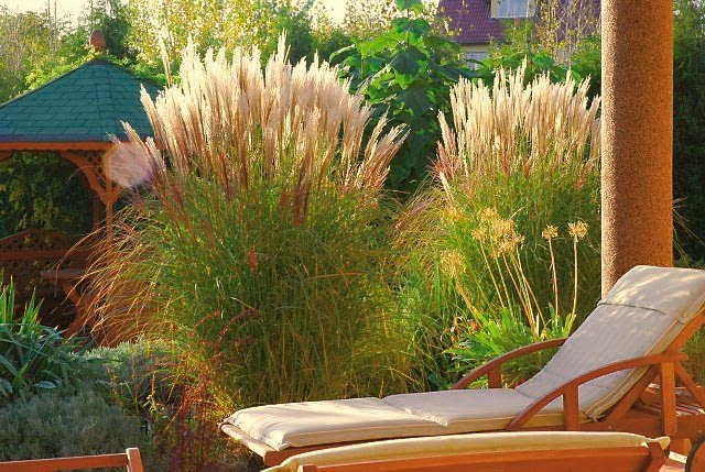 Miskant chiński 'Yakuschima Dwarf' chroni miejsce wypoczynku przed wiatrem i wzrokiem ciekawskich.