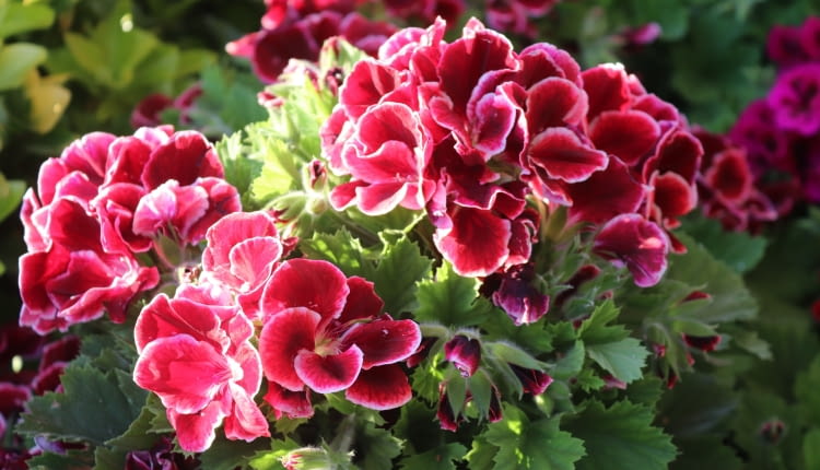 Pelargonia angielska