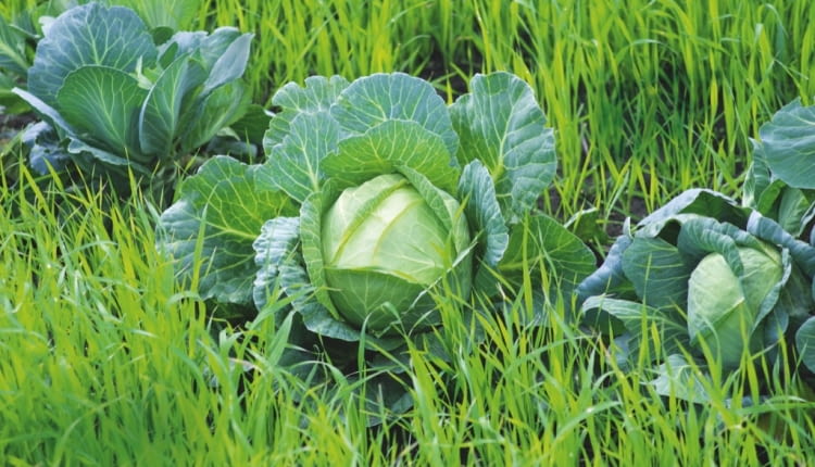 Kapusta rośnie na młodym zbożu, które po zbiorze warzyw zostanie przekopane z ziemią jako zielony nawóz.