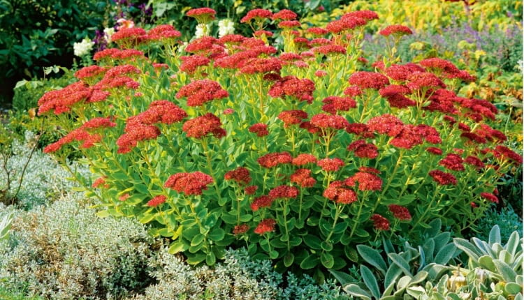 Sedum spectabile Brilliant, Orpin Brilliant, (Showy Stonecrop Brilliant, Ice Plant Brilliant), Crassulaceae, Vivace caduque, Mellifre, Origine horticole, Septembre