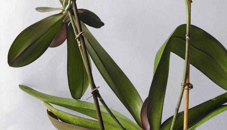 15.10.2005 WARSZAWA STORCZYK FALENOPSIS ROZMNAZANIE WEGETATYWNE KORZEN POWIETRZNY FOT. ZIEMOWIT WARDECKI / AGENCJA GAZETA PUBLIKACJA KWIETNIK NR 12 (132) - 12.2005 ZIEMOWIT WARDECKI PROSI FOTOEDYTOROW O KONTAKT TELEFONICZNY PRZED PUBLIKACJA JEGO ZDJEC NR TEL.: 505064522 UWAGA!! AUTOR WYCOFAL PROSBE O KONTAKT Z NIM PRZED PUBLIKACJA JEGO ZDJEC PUBLIKACJA OGRODY NR 2 (142) - 2 2011 PUBLIKACJA CZTERY KATY NR 2 (232) - 2 2011 SLOWA KLUCZOWE: ROSLINY OGRODNICTWO ZDJĘCIE DO WKŁADKI: PUBLIKACJA KWIETNIK NR 12 (132) - CZASOPISMA