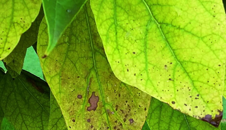 Objawy chorób na liściach surmii (zwanej także katalpą)