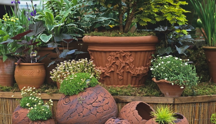 Rośliny zimą na balkonie