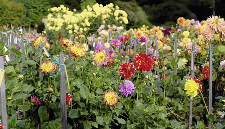 Wysokim daliom nie grozi już wyłamanie, bo otoczono je kołkami i obwiązano sznurkiem.