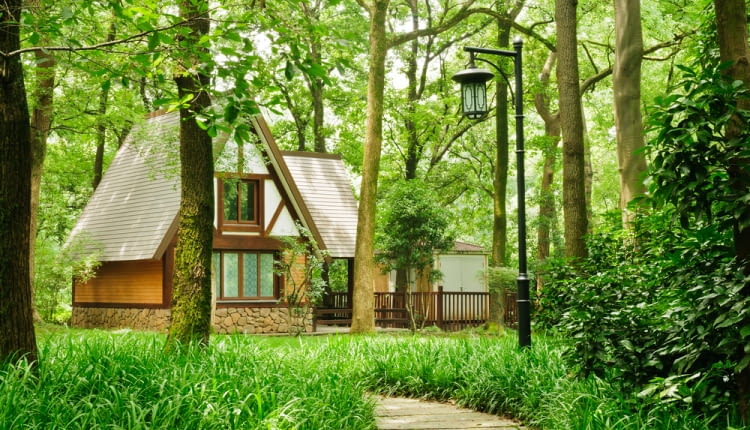 Projektujemy ogród w stylu leśnym. Adaptujemy zadrzewioną działkę