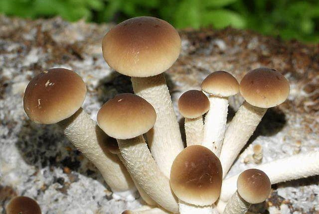 Polówka wiazkowa zaszczepiona na drewnie