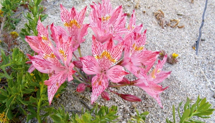 Alstremeria (A. garaventae) ze żwirowych łąk i zboczy gór Chile dorasta do 20-50 cm. Jej kwiaty osiągają długość 8 cm.