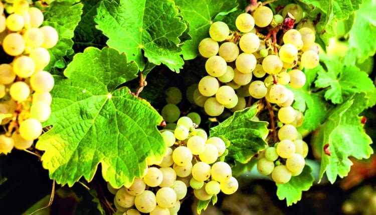 Zdrowe liście winorośli nie mają żadnych plam. Te na zdjęciu przebarwiają się jesiennie.