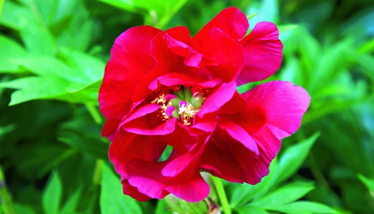 PIWONIA ITOH 'SCARLET HEAVEN'